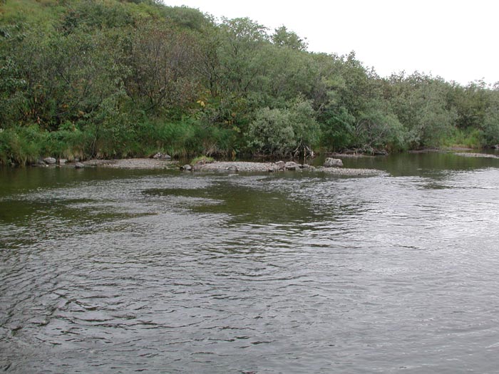 Kodiak River 5.jpg 96.1K